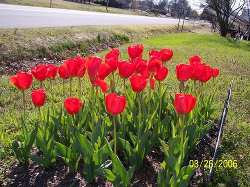Des Arc, AR: Tulips on Main Street
