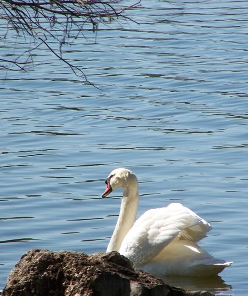 Lakeland, FL: Swan at Lake Morton-3