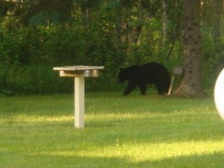 Phillips, WI: Bear in our backyard