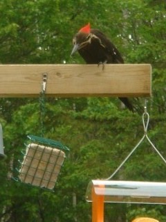 Phillips, WI: Pileated woodpecker on our bird feeder