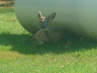 Phillips, WI: Resting in the shade