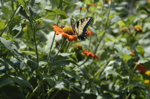 Albemarle, NC: A butterfly visits a flower garden on Mountain Creek Road.