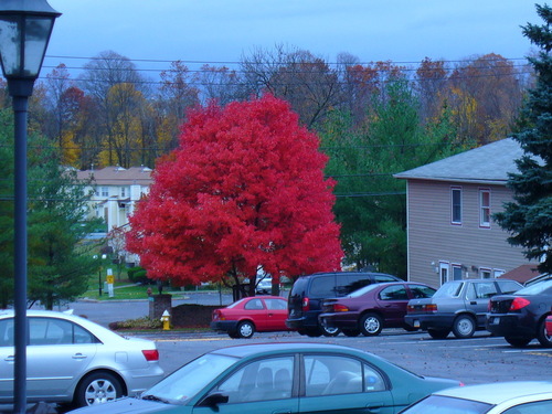 Middletown, NY: Mid-November at Brittany Drive