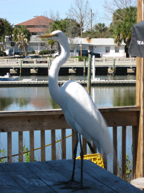 Cedar Key, FL: A Great Egret eyes shoppers from his picnic table perch on the dock in Cedar Key. Note the breeding plumage.