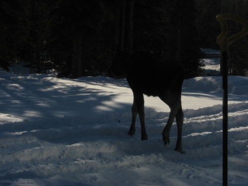 Sterling, AK: The shovel in my front yard is taller than the Baby Moose or is it?