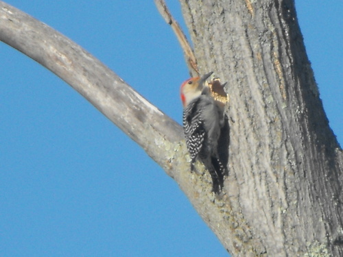 Butler, NJ: Male Red-Bellied Woodpecker February 28, 2009