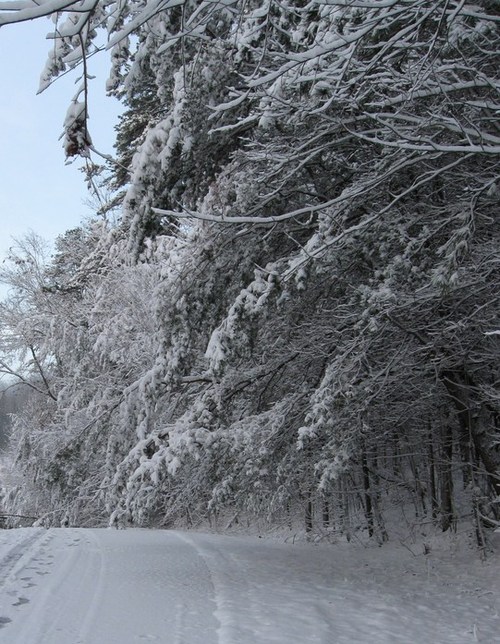Fairview, NC March 2nd snow in Fairview Downs photo, picture, image