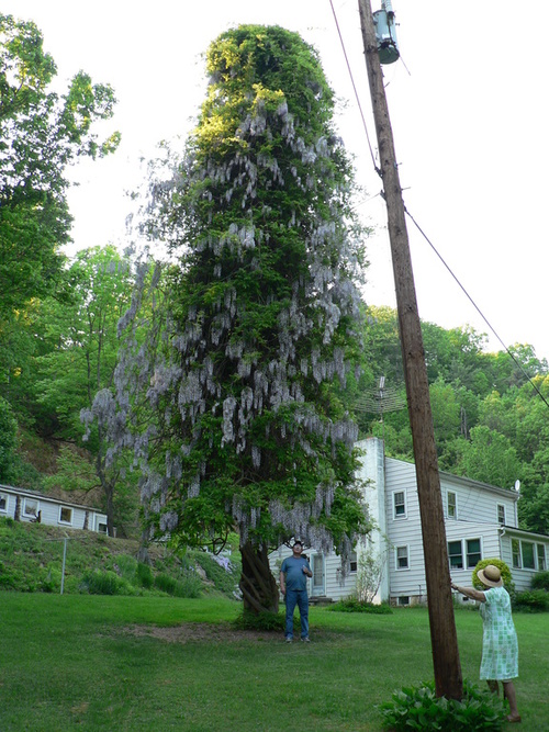 Aaronsburg, PA: WISTERIA BUSH AT ROMAYNE LONG'S HOME IN AARONSBURG