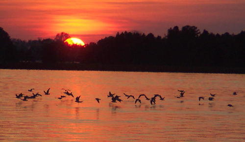Horseshoe Lake, AR: gulls on Lake