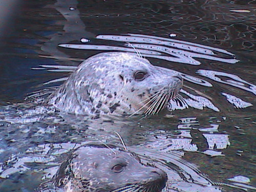 Seattle, WA: Seals at the Seattle Aquarium