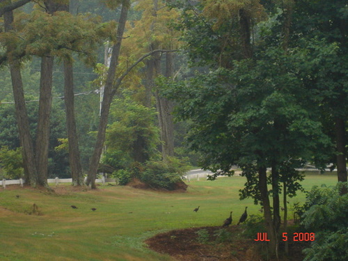 Saluda, NC: Wild Turkeys on Patterson Road