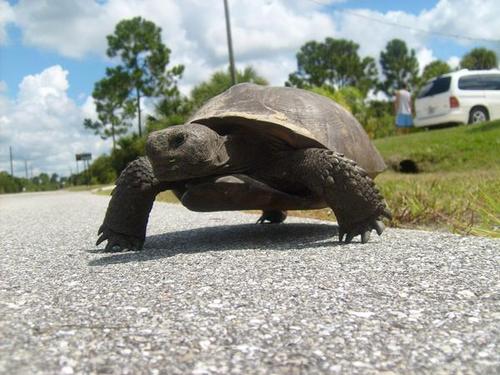 North Port, FL: North Port's animals share the city with us