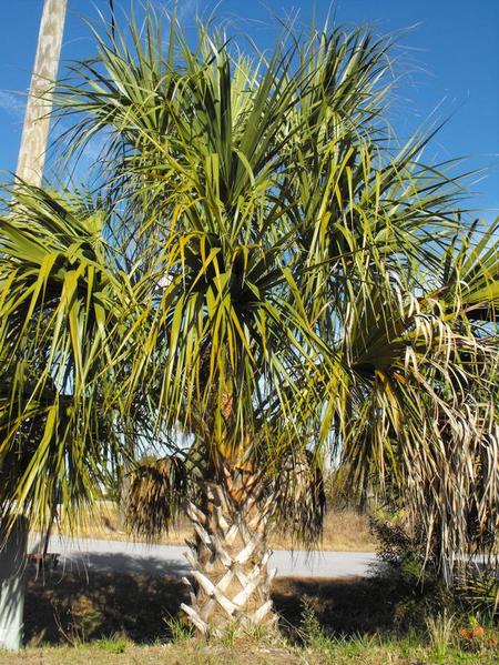 North Port, FL: We have some great palms in North Port