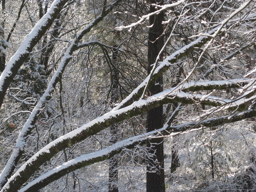 Grass Valley, CA: Snowfall on Squirrel Creek Road