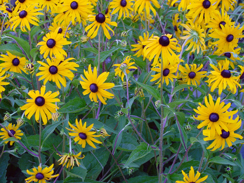 Marysville, MI: Black Eyed Beauties on River Road.