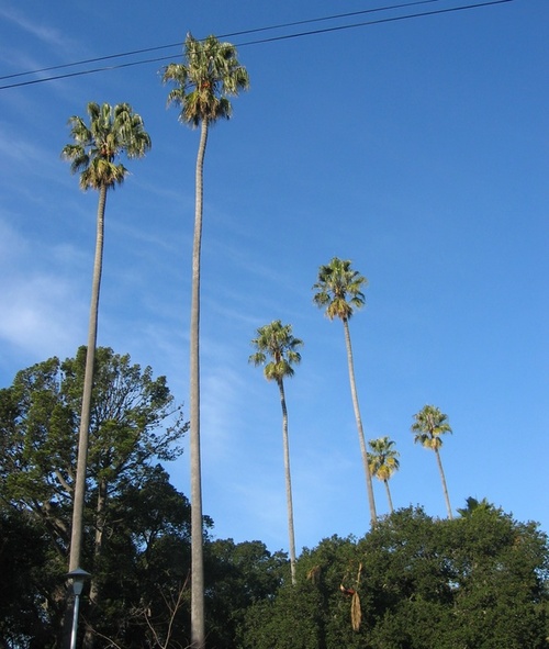 Alameda, CA: Palms in Lincoln Park