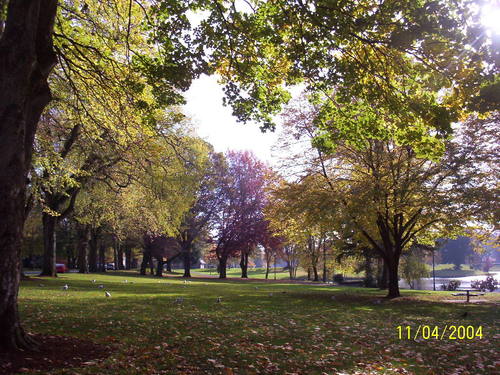 Longview, WA: Fall colors in Longview, Washington