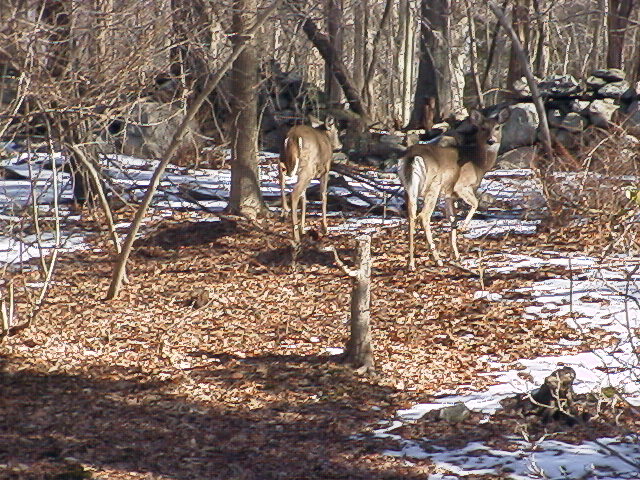 Pound Ridge, NY: White tailed deer in backyard, Pound Ridge, NY
