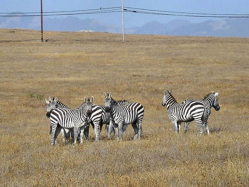 Cambria, CA: descendants of W.R. Hearst's zebras that he had at his private zoo at Hearst Castle.It's not often that these zebras are seen roaming so close to Cambria's main Hwy.Taken June 2007 by me.