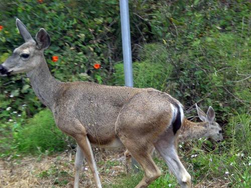 Cambria, CA: A deer and her baby in Lodge Hill in Cambria. They crossed the busy street as the cars stopped because of the stop sign.It was as if the deer knew the rules of the road and where to cross! Taken by me Aug 2008.