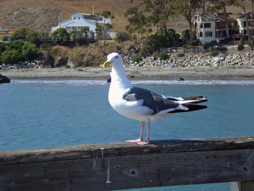 Cayucos, CA: A beautiful bird on the pier in Cayucos.