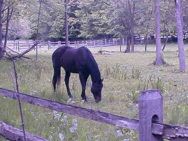 North Salem, NY: Horse grazing, Rt 121, North Salem