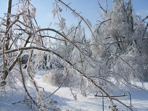 La Center, KY: Beautiful but destructive results of the Ice Storm of 2009 in La Center Ky in my front yard