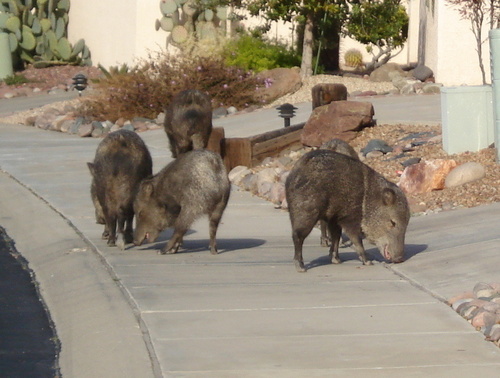 Green Valley, AZ: Neighbors out for a Sunday afternoon stroll