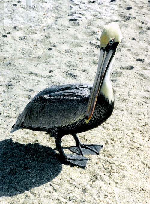 Juno Beach, FL: Pelican