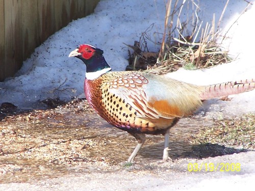 Pound, WI: Pheasant beneath bird feeder in backyard.