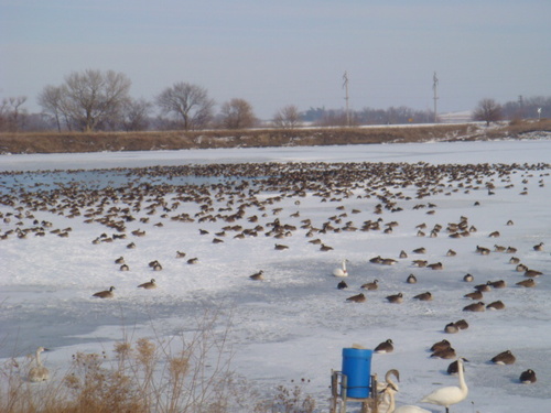 Atlantic, IA: Snow Birds flock to IA? I thought they went to AZ for the winter!