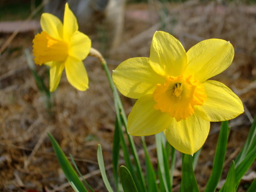 Berea, KY: Beautiful spring flowers in Berea, Kentucky