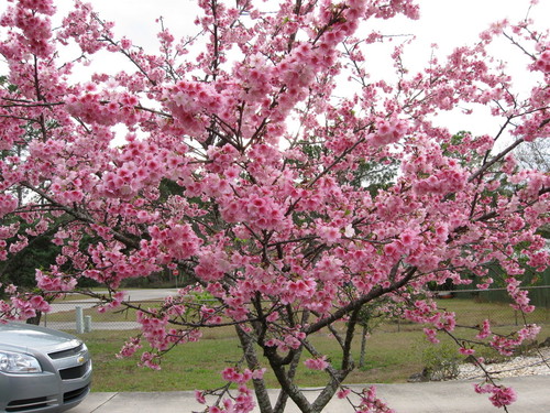 Palatka, FL: Cherry Blossom Tree in Palatka