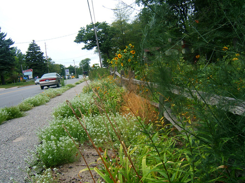 Houghton Lake, MI: Nature decorates the sidewalk along M-55 in Houghton Lake