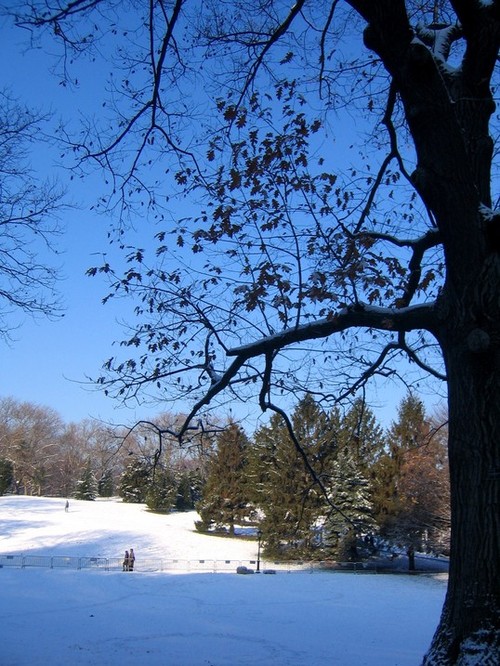 New York, NY: Winter in Central Park