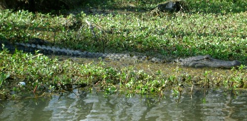 Pearl River, LA: Big Alligator, this is the Pearl River. Honey Island Swamp Tour