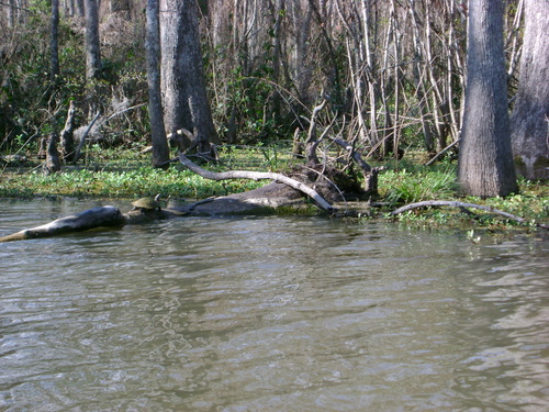 Pearl River, LA: Honey Island Swamp Tour, picture of the Pearl River swamp