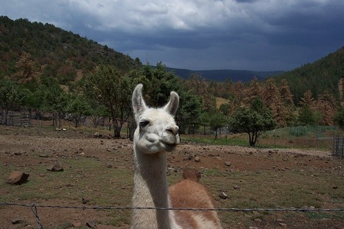 Strawberry, AZ: Bed and Breakfast in Strawberry that uses pack llamas for hiking