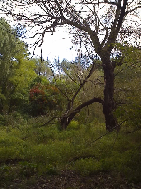 Erie, PA: dark tree