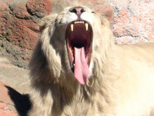 Attleboro, MA: The Pride of Attleboro-Capron Park-Ramses, our African White Lion