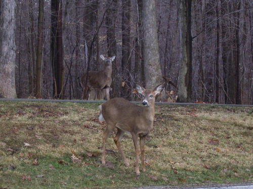 Bedford Heights, OH: Tinkers Creek, Metro Parks