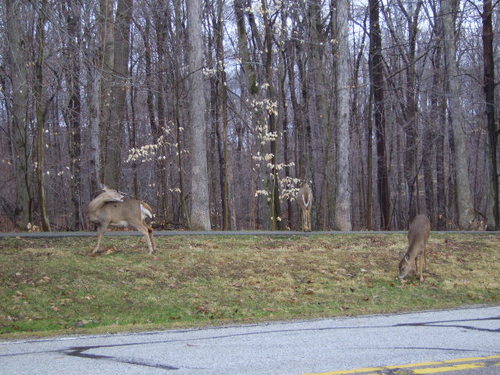 Bedford Heights, OH: tinkers creek, Metro Park area