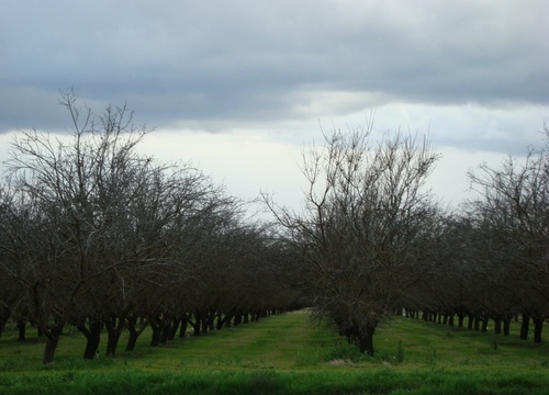 Delhi, CA: almond orchard