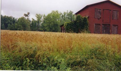 Lake City, SC: Rustic barn on Dory Road