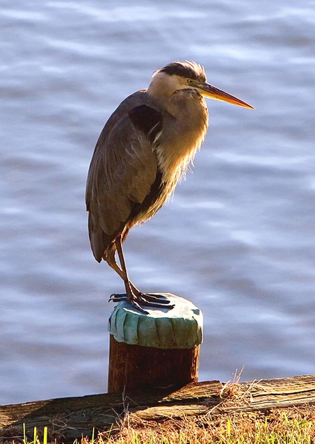 Chesapeake Ranch Estates-Drum Point, MD: Heron on Piling in Drum Point