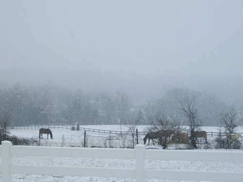 Farragut, TN: HORSES IN FARRAGUT,TN