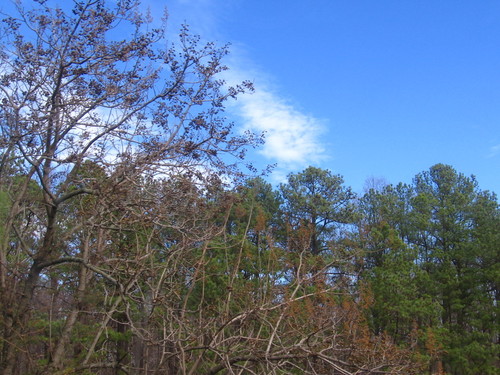 Crimora, VA: The trees and sky, while standing in Crimora