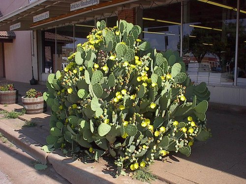 Crowell, TX: Cactus in Bloom in downtown Crowell