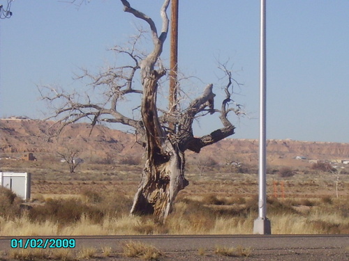 Belen, NM: Old Tree