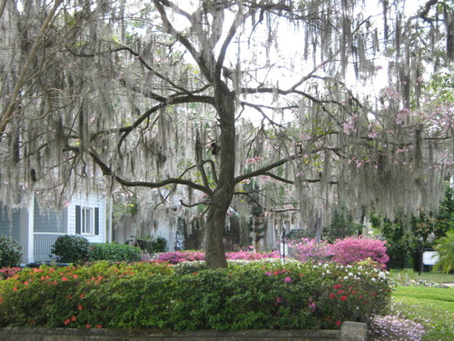 Orlando, FL: beautiful moss covered tree